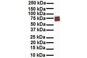 Western Blotting (WB) image for anti-E74-Like Factor 1 (Ets Domain Transcription Factor) (ELF1) (N-Term) antibody (ABIN2779831)