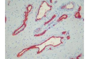 Immunohistochemistry (IHC) image for anti-Platelets antibody (ABIN781797) (Platelets 抗体)