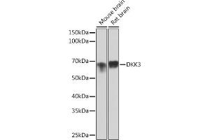 Western blot analysis of extracts of various cell lines, using DKK3 Rabbit mAb (ABIN1680063, ABIN3018243, ABIN3018244 and ABIN7101586) at 1:1000 dilution. (DKK3 抗体)