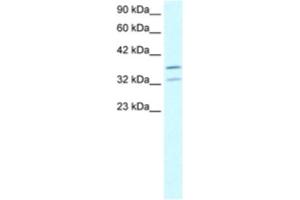 Western Blotting (WB) image for anti-Forkhead Box L1 (FOXL1) antibody (ABIN2460420) (FOXL1 抗体)