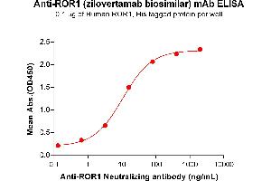 ELISA plate pre-coated by 2 μg/mL (100 μL/well) Human , His tagged protein ABIN6964103, ABIN7042461 and ABIN7042462 can bind Anti- Neutralizing antibody  (ABIN7093085 and ABIN7272615) in a linear range of 0. (Recombinant ROR1 (Zilovertamab Biosimilar) 抗体)