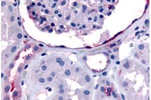 Human Glomerulus and Renal Tubular Epithelium in Cortex (formalin-fixed, paraffin-embedded) stained with ERBB4 antibody ABIN213439 at 30-60 ug/ml followed by biotinylated goat anti-rabbit IgG secondary antibody ABIN481713, alkaline phosphatase-streptavidin  . (ERBB4 抗体  (C-Term))