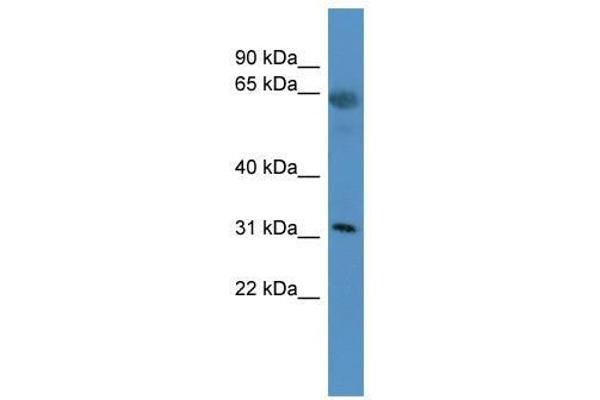 OR2T29 抗体  (C-Term)