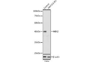 Western blot analysis of extracts of HeLa cells, using MEK2 antibody (ABIN7268640) at 1:1000 dilution. (MEK2 抗体  (AA 1-100))