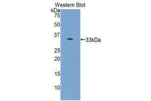 Western Blotting (WB) image for anti-Anion/Sugar Transporter (AST) (AA 146-405) antibody (ABIN1858088) (Anion/Sugar Transporter 抗体  (AA 146-405))