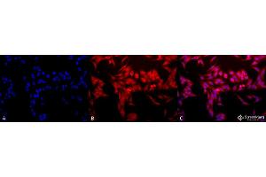 Immunocytochemistry/Immunofluorescence analysis using Rabbit Anti-HO-1 Polyclonal Antibody . (HMOX1 抗体  (APC))