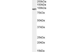 Western Blotting (WB) image for anti-Intraflagellar Transport 88 Homolog (IFT88) (C-Term) antibody (ABIN185555)