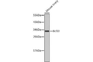 Western blot analysis of extracts of mouse ovary, using Bcl10 antibody (ABIN1678837 and ABIN5663604). (BCL10 抗体)