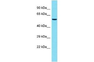 Host: Rabbit  Target Name: Rbbp4  Sample Tissue: Mouse Testis lysates  Antibody Dilution: 1. (Retinoblastoma Binding Protein 4 抗体  (C-Term))