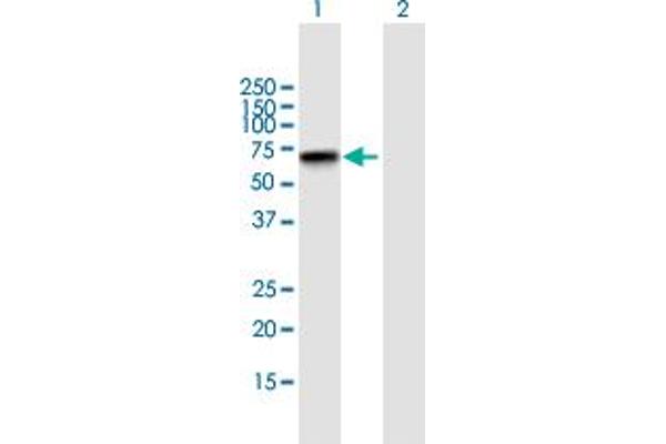 Zinc Finger Protein 296 (ZNF296) (AA 1-475) 抗体