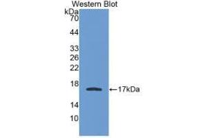 Western blot analysis of recombinant Human APOA1. (APOA1 抗体  (AA 122-267))