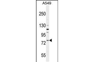 Western blot analysis in A549 cell line lysates (35ug/lane). (FZD6 抗体  (AA 493-520))