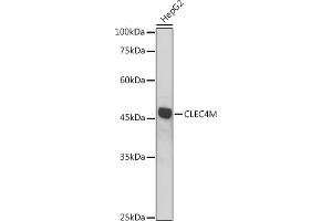 Western blot analysis of extracts of HepG2 cells, using CLEC4M antibody (ABIN7265983) at 1:1000 dilution. (C-Type Lectin Domain Family 4, Member M (CLEC4M) (AA 280-399) 抗体)