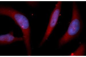 Immunofluorescence (IF) image for anti-Peptidylprolyl Isomerase D (PPID) (AA 1-370) antibody (APC) (ABIN5566836) (PPID 抗体  (AA 1-370) (APC))