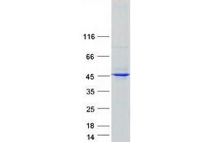 Validation with Western Blot (AIFM2 Protein (Myc-DYKDDDDK Tag))