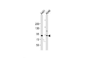 Western Blot at 1:2000 dilution Lane 1: A431 whole cell lysates Lane 2: A549 whole cell lysates Lysates/proteins at 20 ug per lane. (DNMT3B 抗体  (AA 389-417))