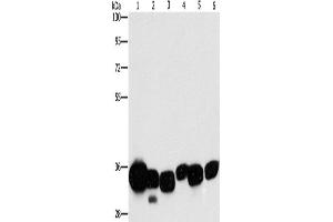 Western Blotting (WB) image for anti-Carbonyl Reductase 1 (CBR1) antibody (ABIN2429508) (CBR1 抗体)