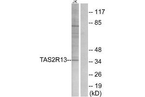 Western Blotting (WB) image for anti-Taste Receptor, Type 2, Member 13 (TAS2R13) (Internal Region) antibody (ABIN1853349) (TAS2R13 抗体  (Internal Region))