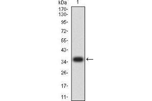 Western blot analysis using CASP9 mAb against human CASP9 (AA: 331-416) recombinant protein. (Caspase 9 抗体  (AA 331-416))