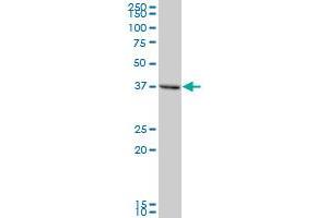 TMOD2 MaxPab polyclonal antibody. (TMOD2 抗体  (AA 1-351))