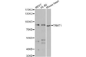 Western blot analysis of extracts of various cell lines, using TRMT1 antibody (ABIN5975089) at 1/1000 dilution. (TRMT1 抗体)