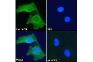 ABIN190901 Immunofluorescence analysis of paraformaldehyde fixed HeLa cells, permeabilized with 0. (LHCGR 抗体  (C-Term))