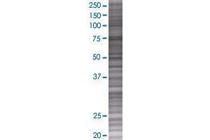 INTS9 transfected lysate. (RC74 293T Cell Transient Overexpression Lysate(Denatured))