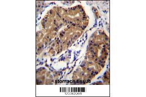 DCC Antibody immunohistochemistry analysis in formalin fixed and paraffin embedded human stomach tissue followed by peroxidase conjugation of the secondary antibody and DAB staining. (DCC 抗体  (AA 643-670))