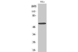 Western Blotting (WB) image for anti-GTPase Activating Protein (SH3 Domain) Binding Protein 1 (G3BP1) (Tyr529) antibody (ABIN3175180) (G3BP1 抗体  (Tyr529))
