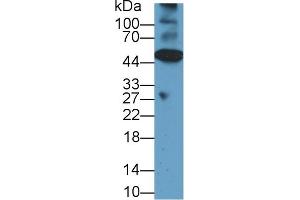 Western blot analysis of Mouse Heart lysate, using Rat CASP12 Antibody (1 µg/ml) and HRP-conjugated Goat Anti-Rabbit antibody ( (Caspase 12 抗体  (AA 1-244))