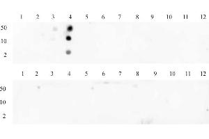 Dot Blot (DB) image for anti-Histone 3 (H3) (3meLys4) antibody (ABIN6971977)