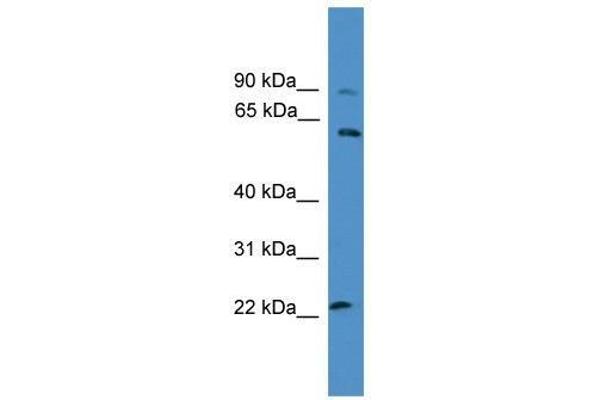 KCNS1 抗体  (N-Term)