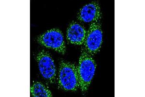 Confocal immunofluorescent analysis of MUTYH Antibody (Center) (ABIN653106 and ABIN2842694) with Hela cell followed by Alexa Fluor® 488-conjugated goat anti-rabbit lgG (green). (MUTYH 抗体  (AA 341-367))