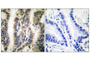 Immunohistochemistry (IHC) image for anti-Heat Shock 60kDa Protein 1 (Chaperonin) (HSPD1) (C-Term) antibody (ABIN1848614) (HSPD1 抗体  (C-Term))