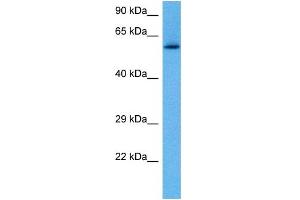 Host:  Rabbit  Target Name:  RELB  Sample Tissue:  Mouse Pancreas  Antibody Dilution:  1ug/ml (RELB 抗体  (C-Term))