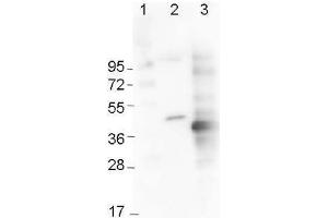 Western Blot using  Immunochemicals' Mouse Anti-6x-His Epitope Tag Monoclonal Antibody showing detection of the 6xHis sequence on N-terminally-tagged (lane 2) and C-terminally-tagged recombinant proteins (lane 3). (His Tag 抗体  (Cy3))