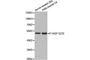 Western Blotting (WB) image for anti-Vasodilator-Stimulated phosphoprotein (VASP) (pSer239) antibody (ABIN1870693) (VASP 抗体  (pSer239))