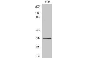 Western Blotting (WB) image for anti-G Protein-Coupled Receptor 18 (GPR18) (Internal Region) antibody (ABIN3175366) (GPR18 抗体  (Internal Region))