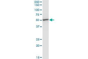 Western Blotting (WB) image for anti-Eukaryotic Translation Elongation Factor 1 gamma (EEF1G) (AA 1-437) antibody (ABIN560696)