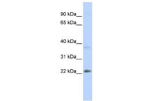 Western Blotting (WB) image for anti-Sex Determining Region Y (SRY) antibody (ABIN2458115) (SRY 抗体)