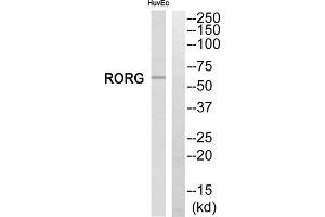 Western blot analysis of extracts from HuvEc cells, using RORG antibody. (RORC 抗体  (Internal Region))