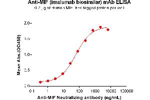 ELISA plate pre-coated by 2 μg/mL (100 μL/well) Human MIF Protein, hFc Tag (ABIN7092690, ABIN7272330 and ABIN7272331) can bind Anti-MIF Neutralizing antibody (ABIN7477997 and ABIN7490934) in a linear range of 3. (Recombinant MIF (Imalumab Biosimilar) 抗体)