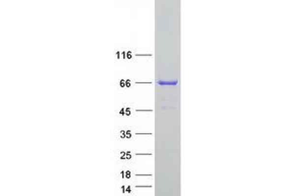 JRK Protein (Transcript Variant 2) (Myc-DYKDDDDK Tag)