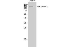 Western Blot (WB) analysis of Jurkat cells using VE-Cadherin Polyclonal Antibody. (Cadherin 5 抗体  (Ser225))