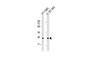 All lanes : Anti-ULBP2 Antibody (Center) at 1:1000 dilution Lane 1: HT-1080 whole cell lysate Lane 2: U-251 MG whole cell lysate Lysates/proteins at 20 μg per lane. (ULBP2 抗体  (AA 88-116))