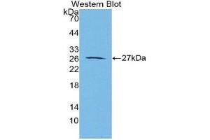 Western Blotting (WB) image for anti-Aggrecan (ACAN) (AA 2162-2316) antibody (ABIN2117831) (Aggrecan 抗体  (AA 2162-2316))