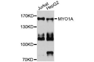 Western blot analysis of extracts of various cell lines, using MYO1A antibody (ABIN5996323) at 1/1000 dilution. (Myosin IA 抗体)