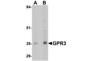 Western blot analysis of GPR3 in EL4 cell lysate with GPR3 antibody at (A) 1 and (B) 2 μg/ml. (GPR3 抗体  (C-Term))