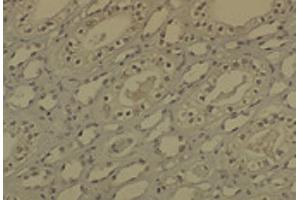 IHC analysis of DNMT1 in medullar kidney tissue sections using DNMT / DNMT1 antibody. (DNMT1 抗体  (AA 637-650) (Atto 390))