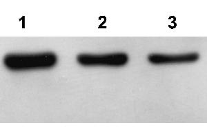 Western Blot analysis of Arabidopsis thaliana lysate using Plant Actin Antibody. (Actin 抗体)